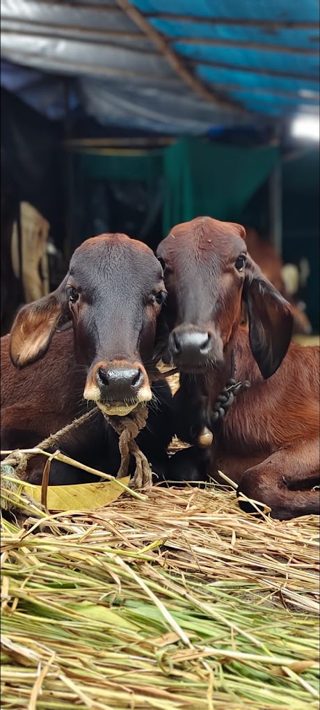 Twin Desi Calves on Fresh Fodder