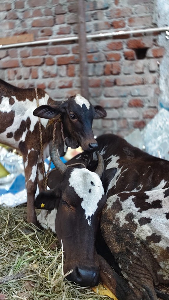 Mother Cow & Standing Newborn